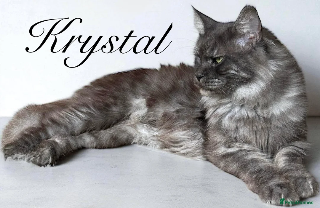 Maine Coon cats for sale: ANDERPRIDE has new Cub arrivals  - Advert 1