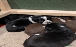 Border Collie dogs for sale: Collie mix puppies looking for their families! - Image 7