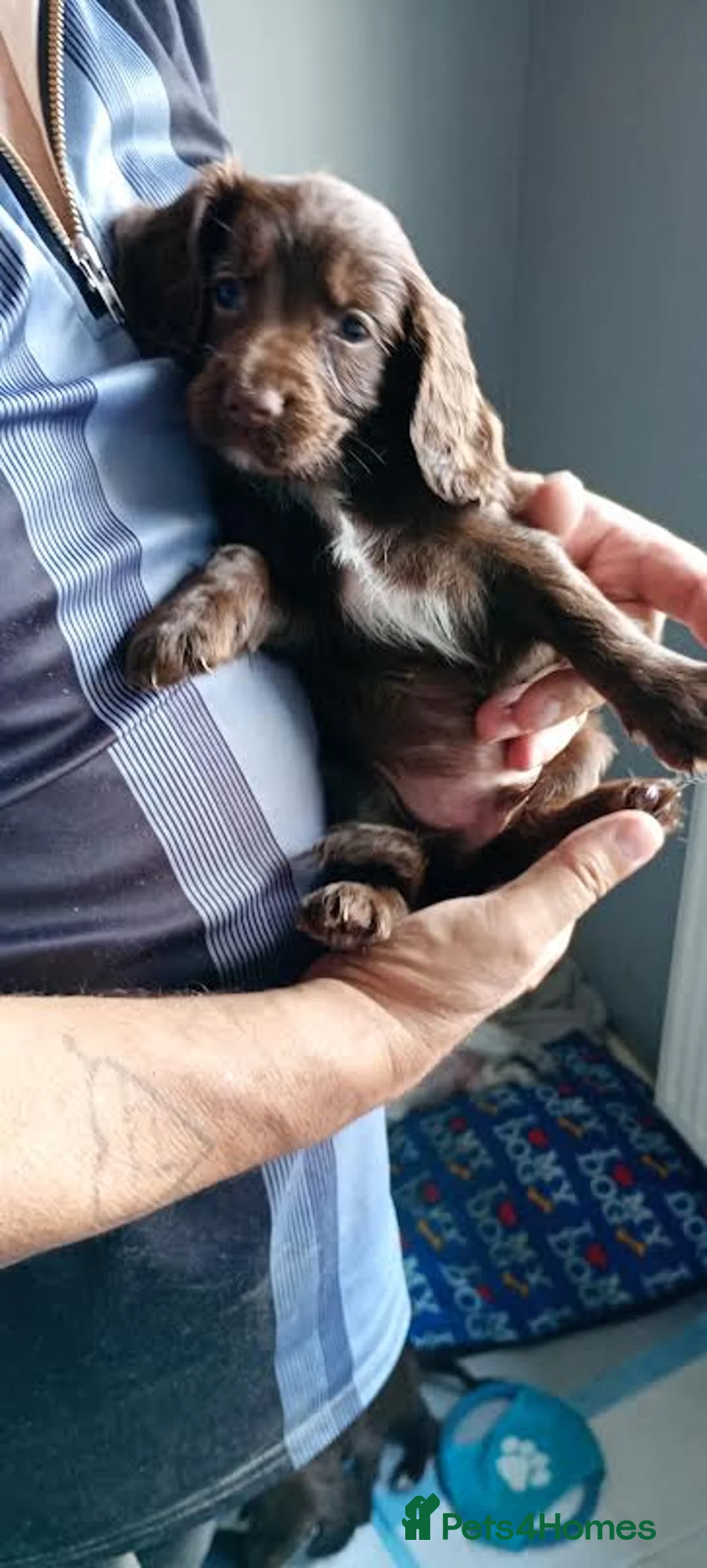 Sprocker dogs for sale: 7 sprocker pups ready now for new homes - Advert 5