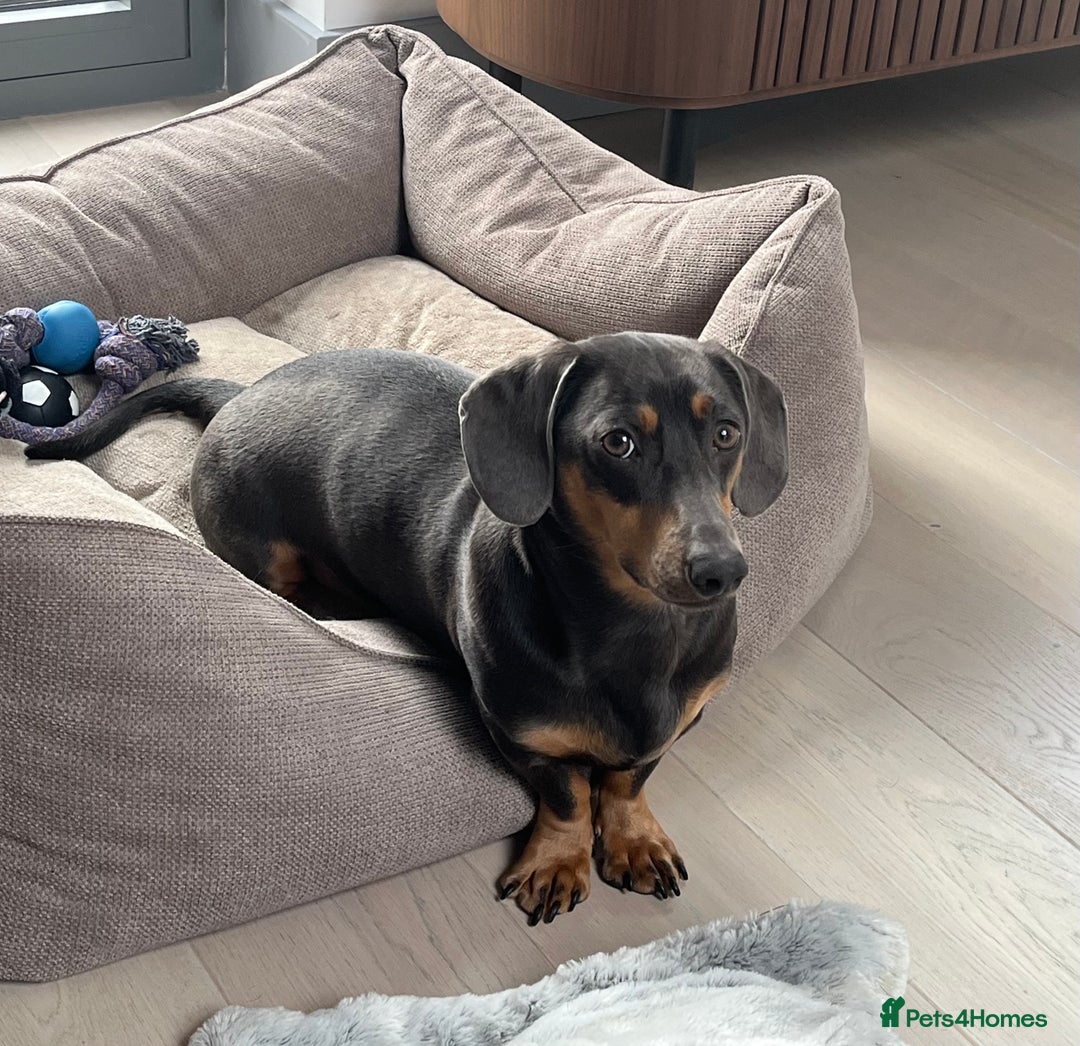 Dachshund dogs for sale: Rehoming our 3 yo dachshund  - Image 7
