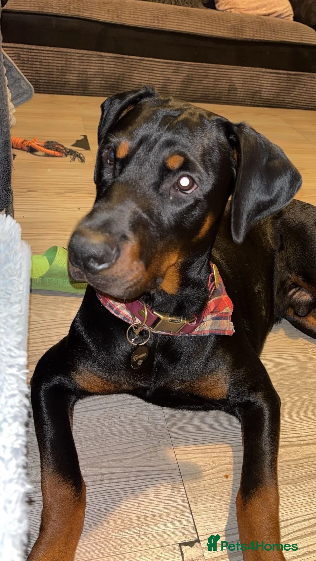 Dobermann dogs for sale: Male Rottweiler X Dobermann FOR SALE - Advert 3