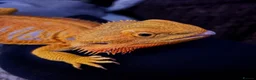 Bearded Dragon reptiles for sale: Betsy  in Redruth - Advert 2