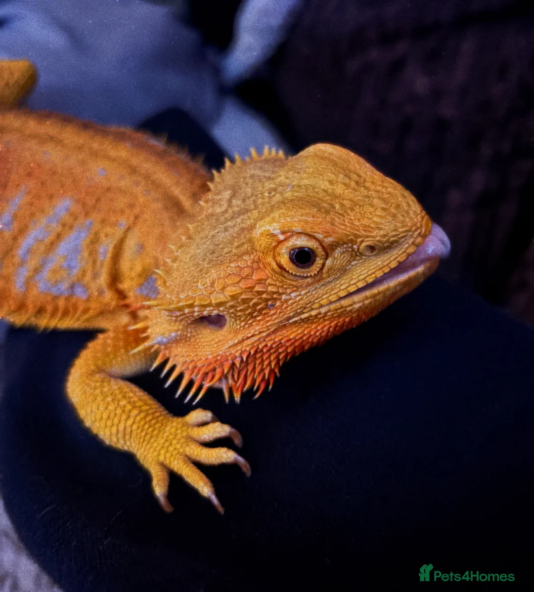 Bearded Dragon reptiles for sale: Betsy  in Redruth - Advert 2
