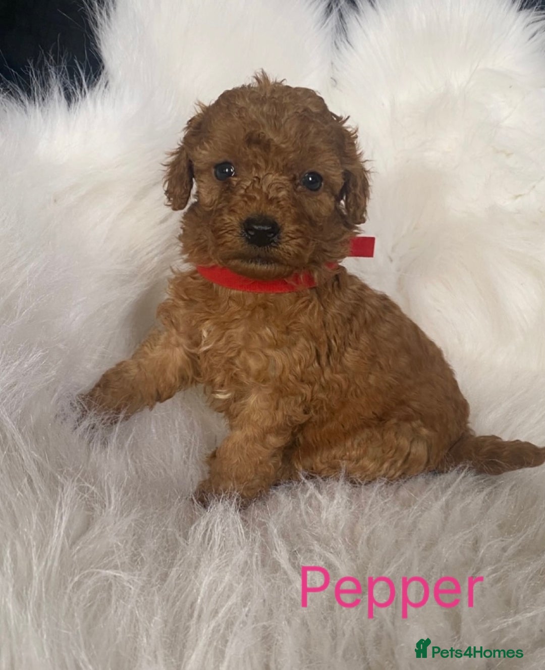 Miniature Poodle dogs for sale: Gorgeous Red Minature Poodles Puppies  - Image 2