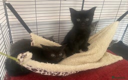 Mixed Breed cats for sale: Fantastic Farm Kittens ready now  - Image 7