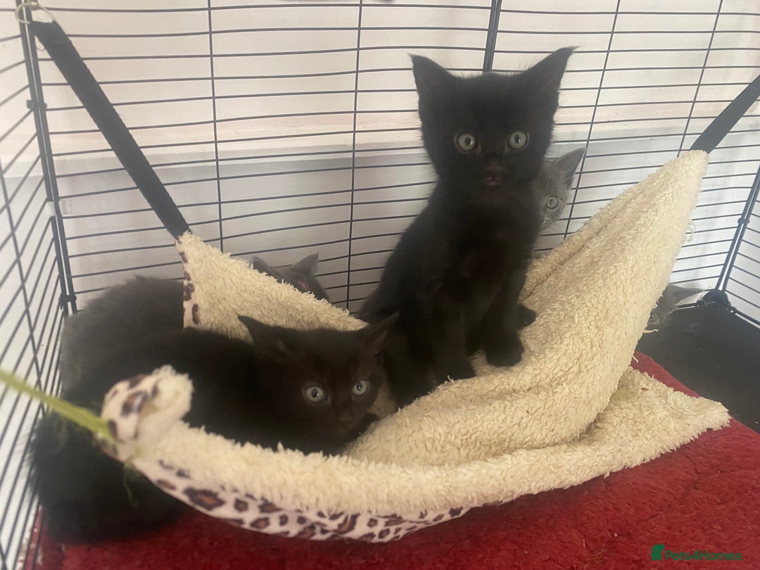 Mixed Breed cats for sale: Fantastic Farm Kittens ready now  - Image 7