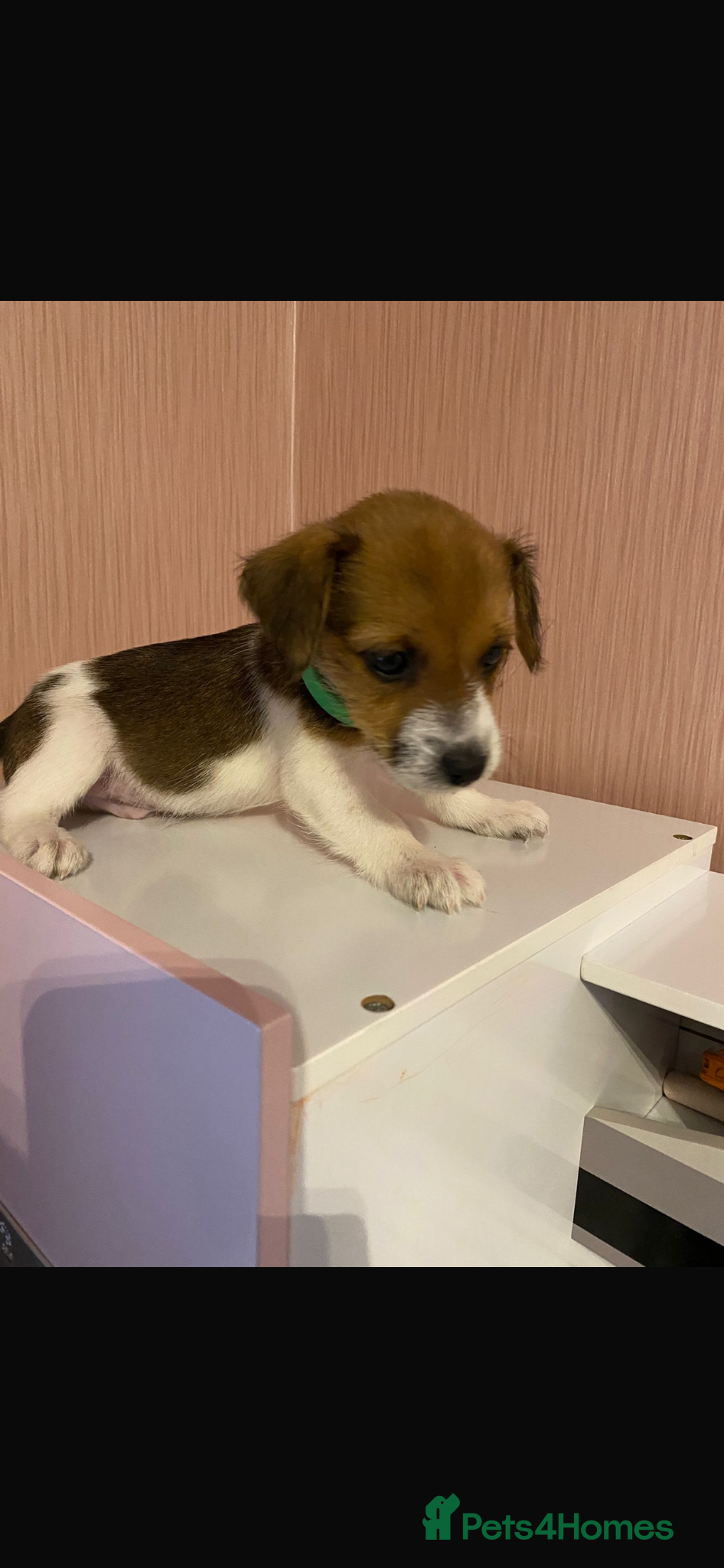 Jack Russell dogs Boy jack Russels  - Advert 1