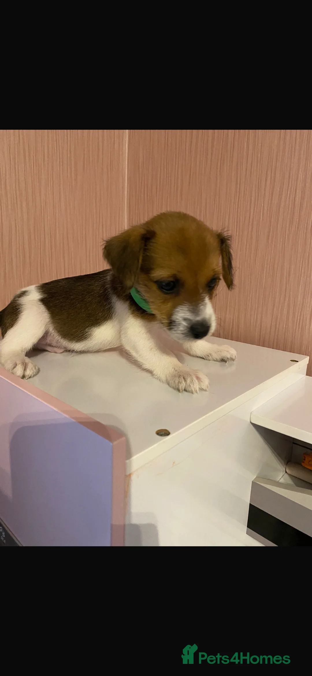 Jack Russell dogs for sale: Boy jack Russels  - Advert 1