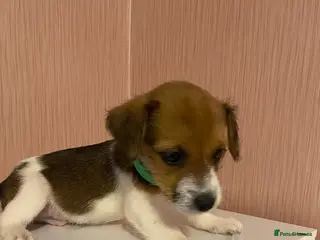 Jack Russell dogs Boy jack Russels - Advert 2