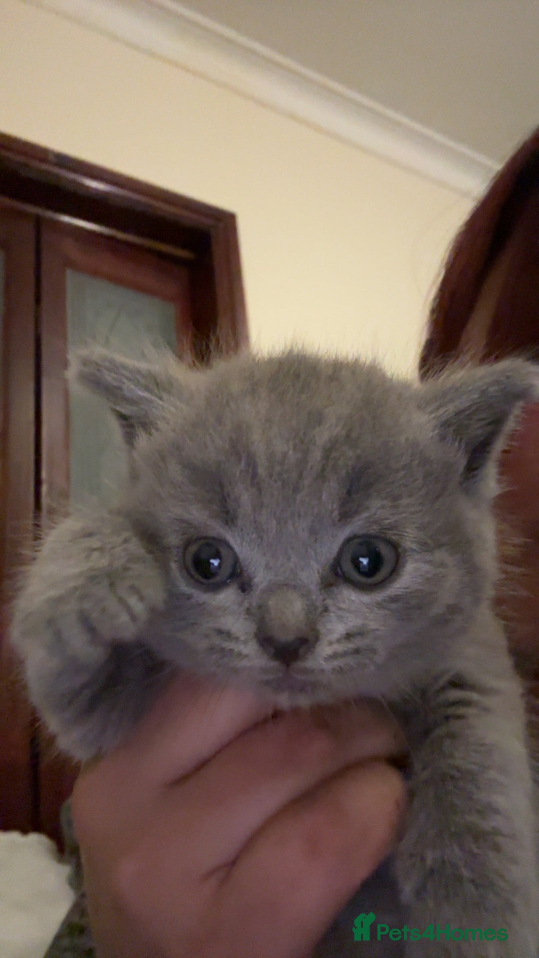 British Shorthair cats for sale: British short hair  - Image 20
