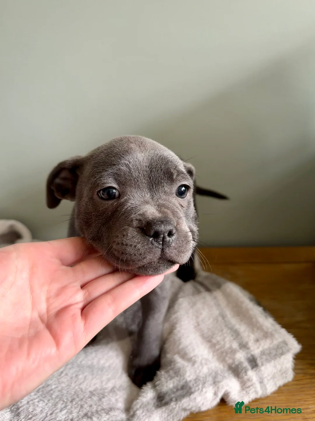 Staffordshire Bull Terrier dogs for sale: Only 1 available ; Blue Staffordshire bullterrier - Advert 35