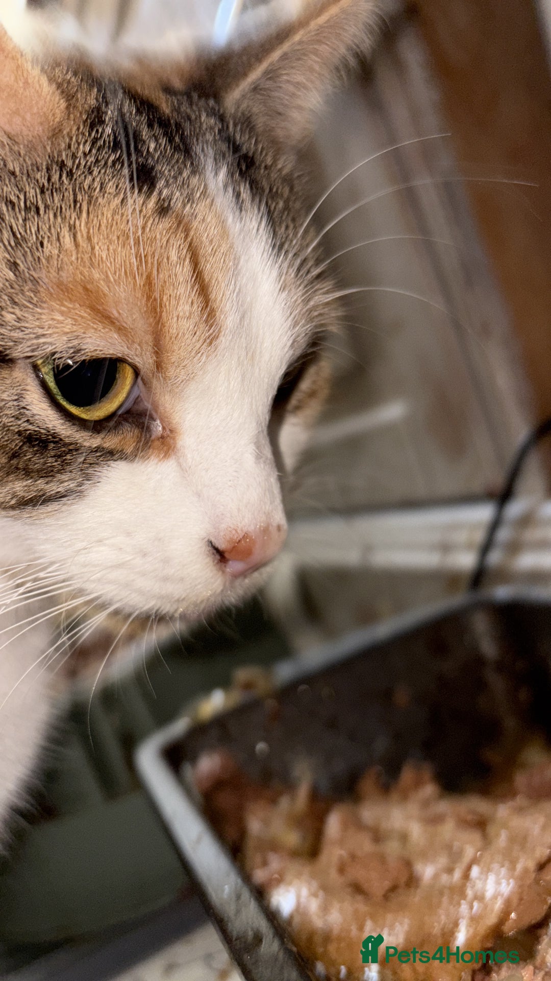 Domestic Shorthair cats for sale: Rescue cats- 20 in total rescued  - Advert 13