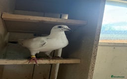 Pigeons birds for sale: Stock racing pigeon few left - Image 8