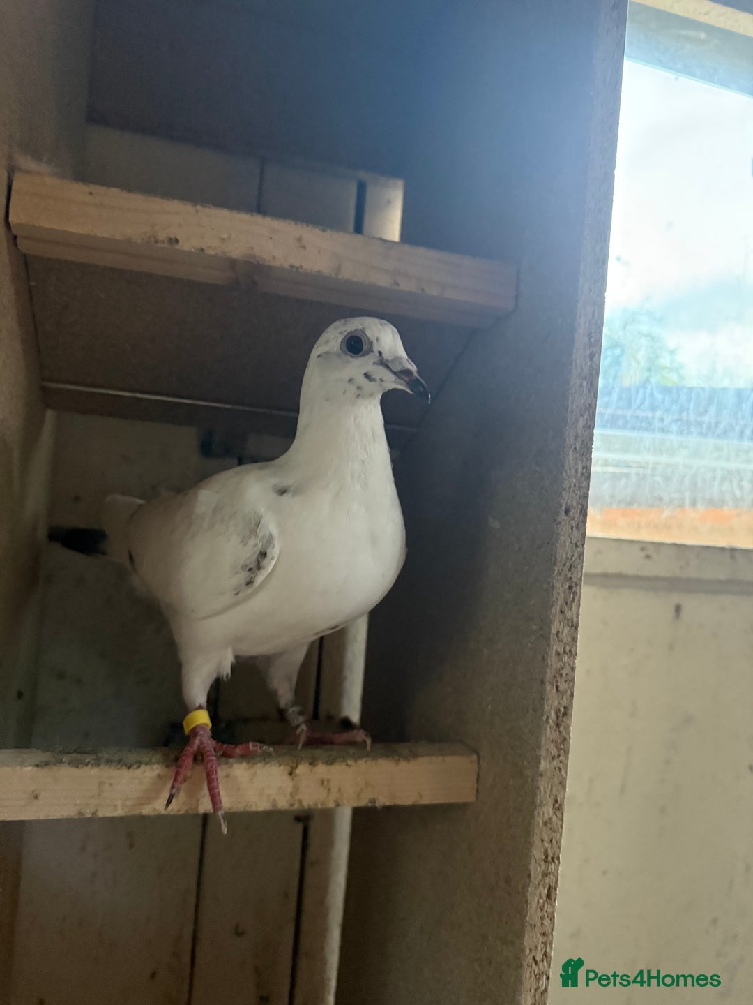 Pigeons birds for sale: Stock racing pigeon few left - Image 8
