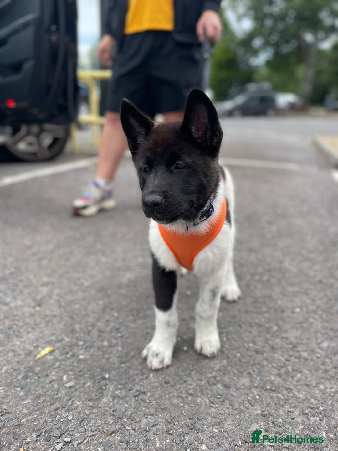Akita dogs for sale: Beautiful American Akita puppy girl  - Image 4