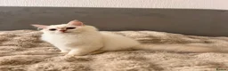 British Longhair cats for sale: Adorable GCCF British LH & SH Kittens - Advert 8