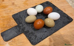 Chickens poultry for sale: Hybrid Hens for Sale - the Egg-clusive collection - Image 1
