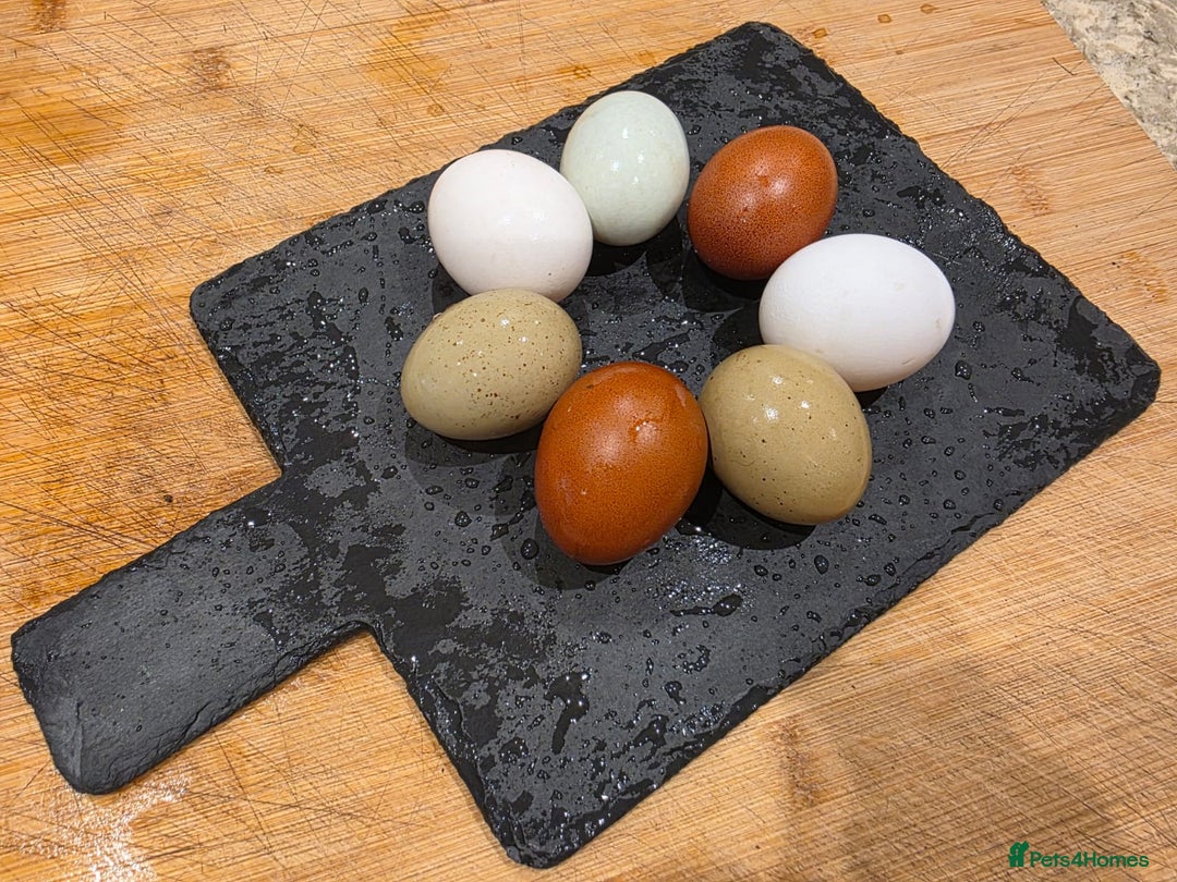Chickens poultry for sale: Hybrid Hens for Sale - the Egg-clusive collection - Image 1