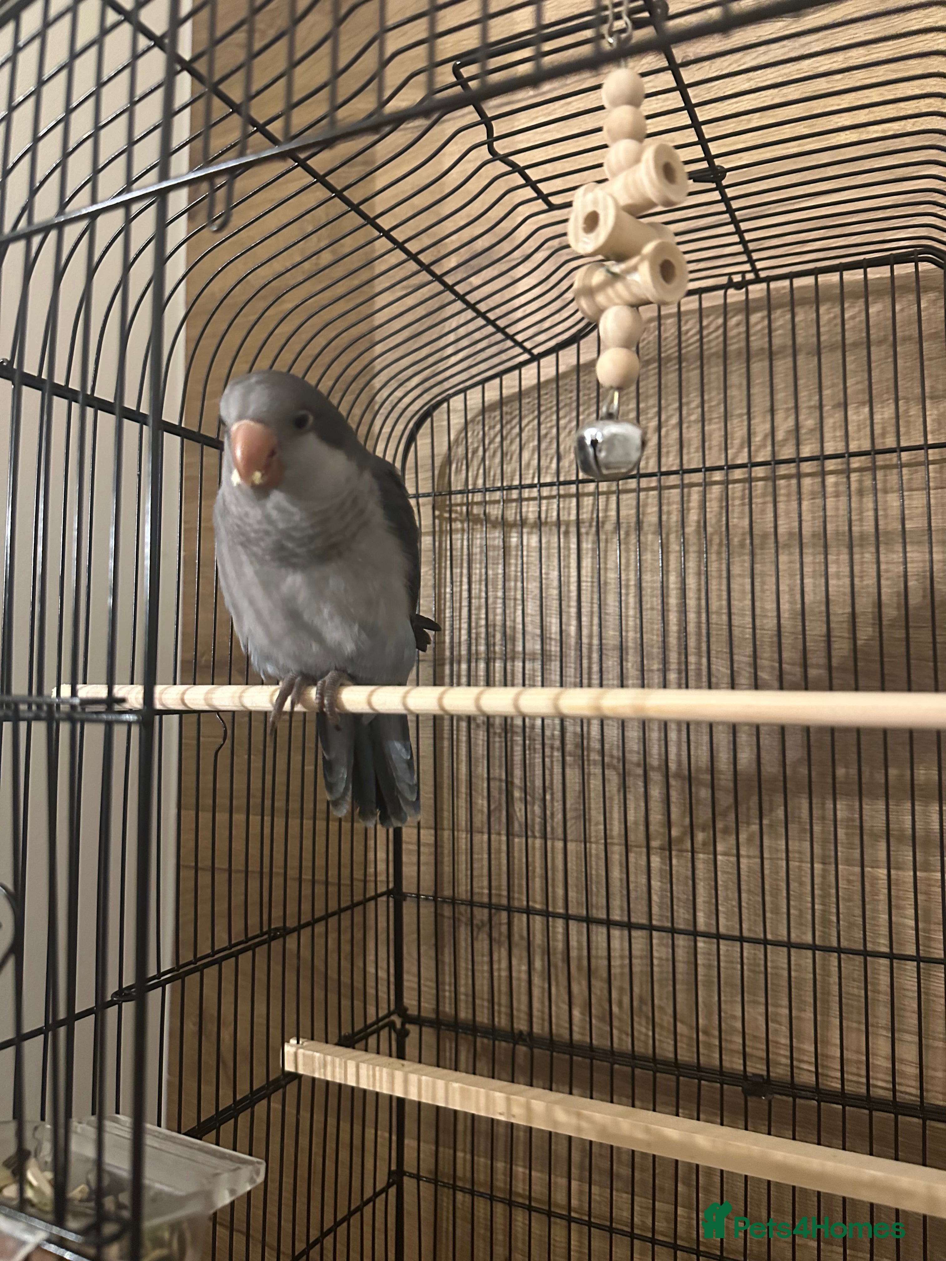 Parrots birds Beautiful female quacker parrot.  Hand reared  - Advert 3