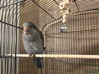 Parrots birds Beautiful female quacker parrot. Hand reared - Advert 3