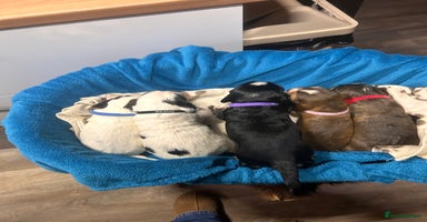 Cocker Spaniel dogs Cocker spaniel puppies for sale - Advert 6