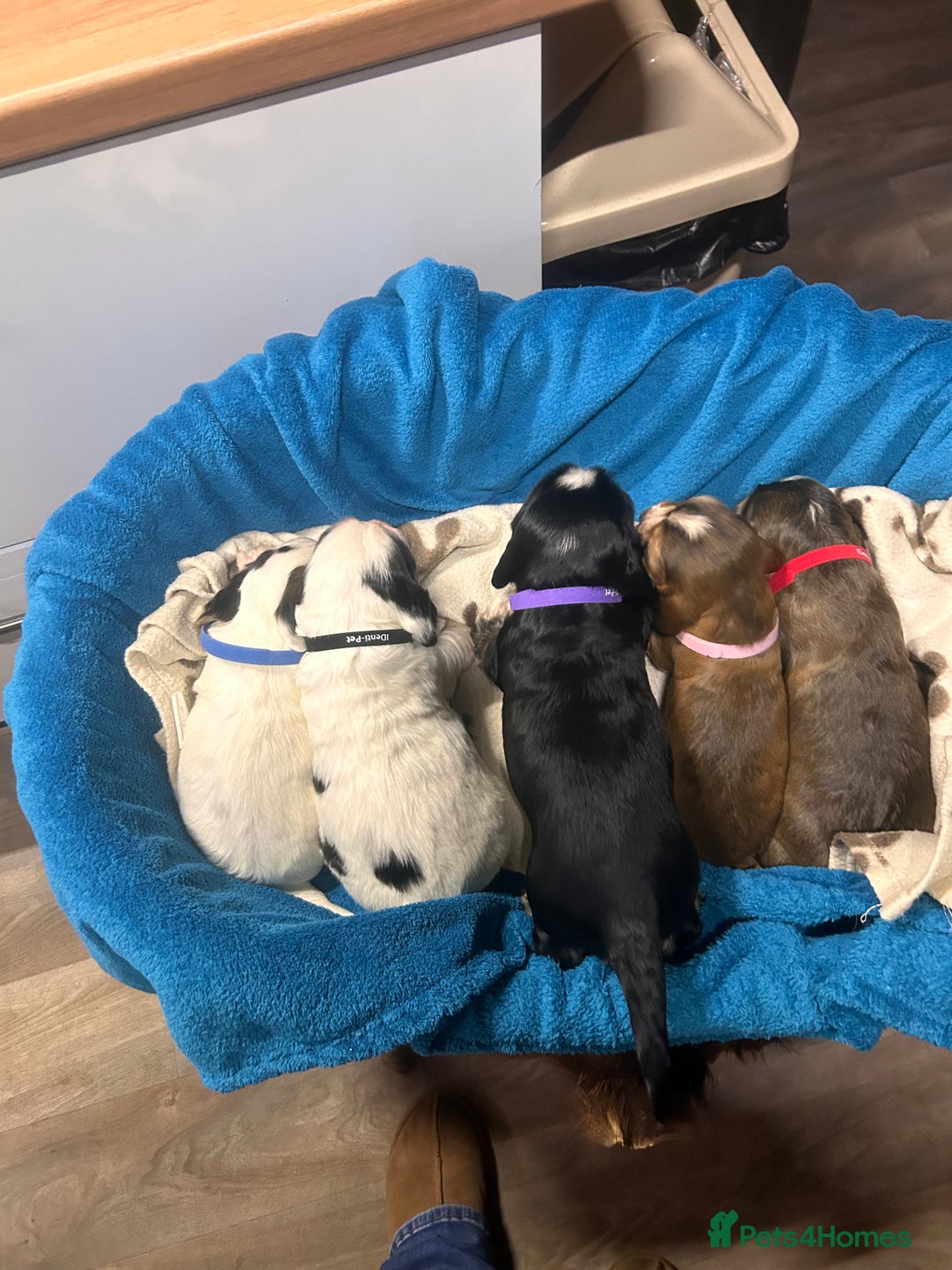 Cocker Spaniel dogs for sale: Cocker spaniel puppies for sale - Advert 3