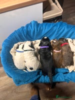 Cocker Spaniel dogs Cocker spaniel puppies for sale - Advert 3