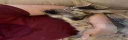 Mixed Breed cats for sale: 13 week old Maine coone bengal cross - Advert 2