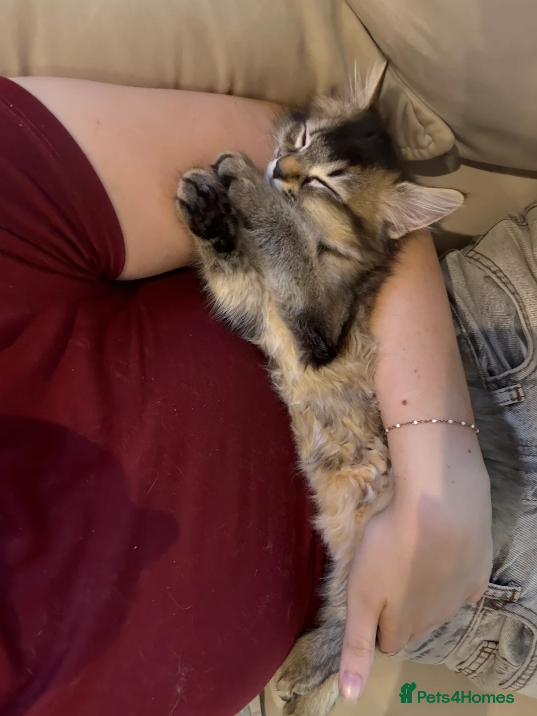 Mixed Breed cats for sale: 13 week old Maine coone bengal cross - Advert 2