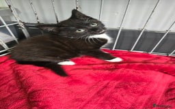 Mixed Breed cats for sale: 3 beautiful female kittens  - Image 3