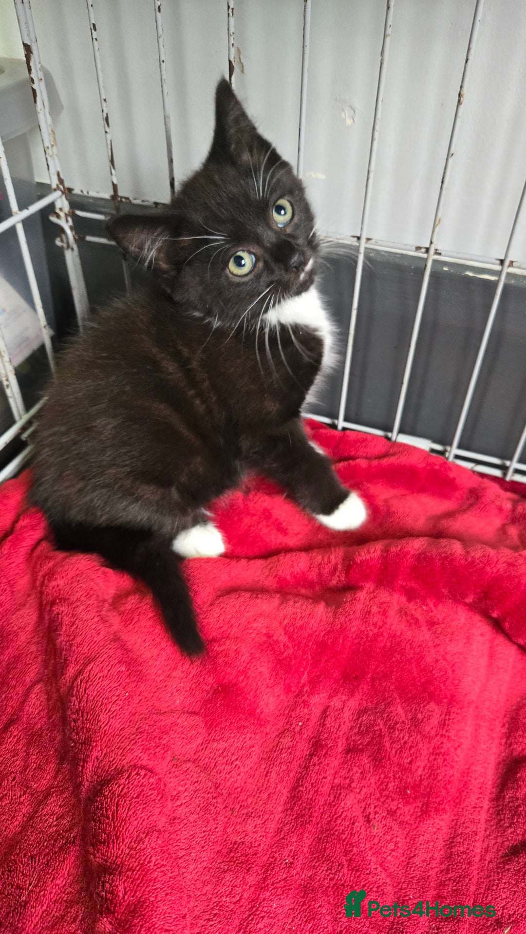 Mixed Breed cats for sale: 3 beautiful female kittens  - Image 3