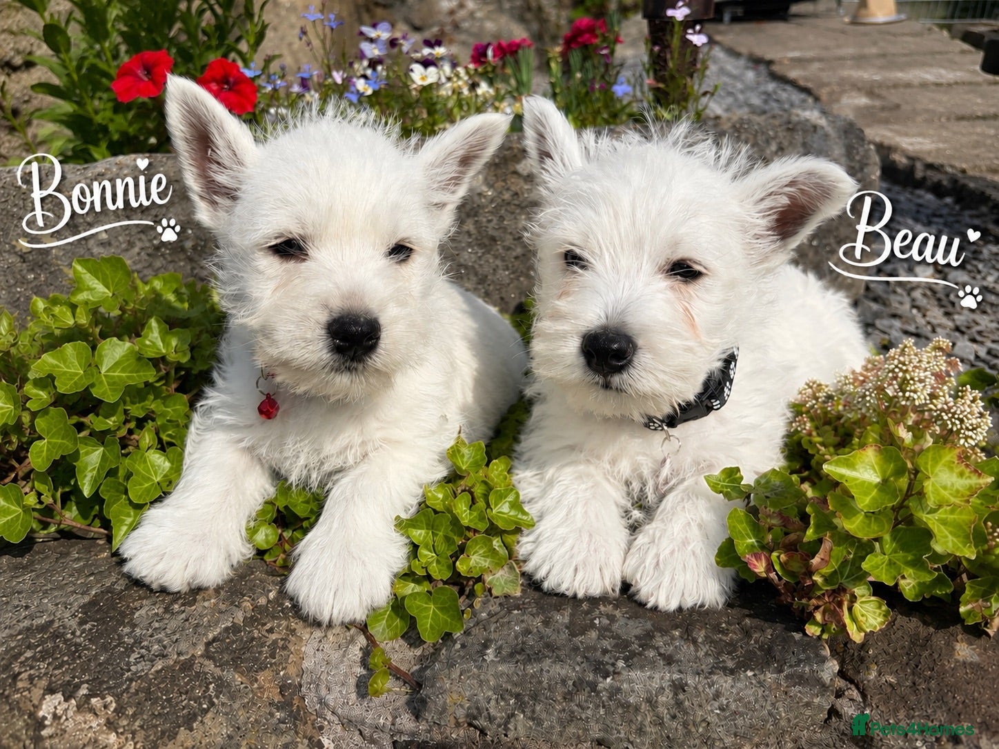 West Highland Terrier dogs Gorgeous Westie female puppies - Advert 1