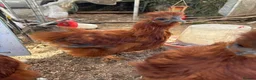 Chickens poultry for sale: Red silkie roosters  in Wakefield - Advert 4