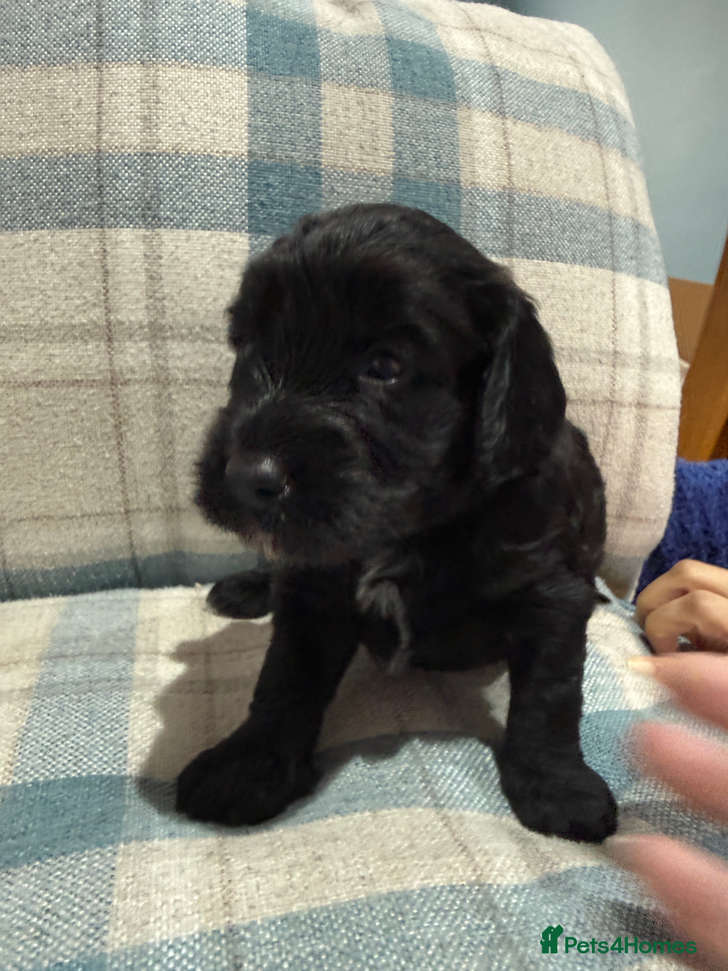 Mixed Breed dogs Sprockerpoo puppies only three left now. - Advert 6