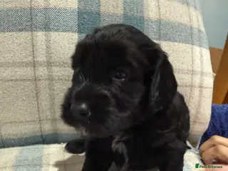 Mixed Breed dogs Sprockerpoo puppies only three left now. - Advert 6