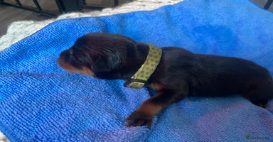 Rottweiler dogs - Advert 4