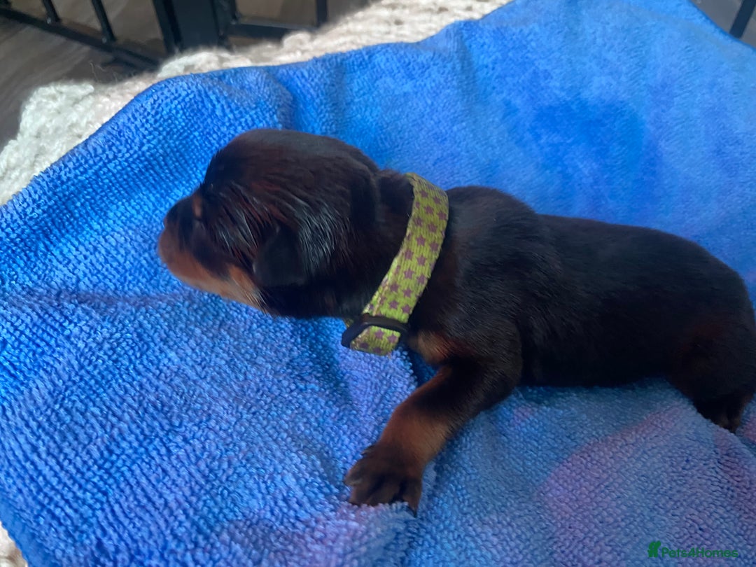 Rottweiler dogs for sale: Hulk and Ruby Rottweiler puppies  - Image 3