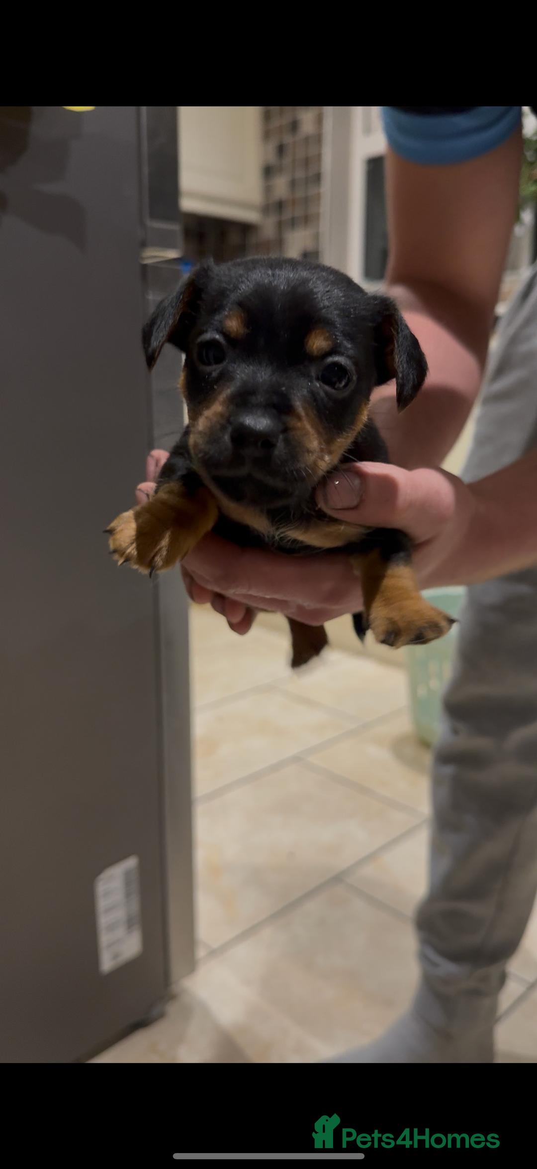 Jack Russell dogs for sale: Miniature Jack Russells - Image 6