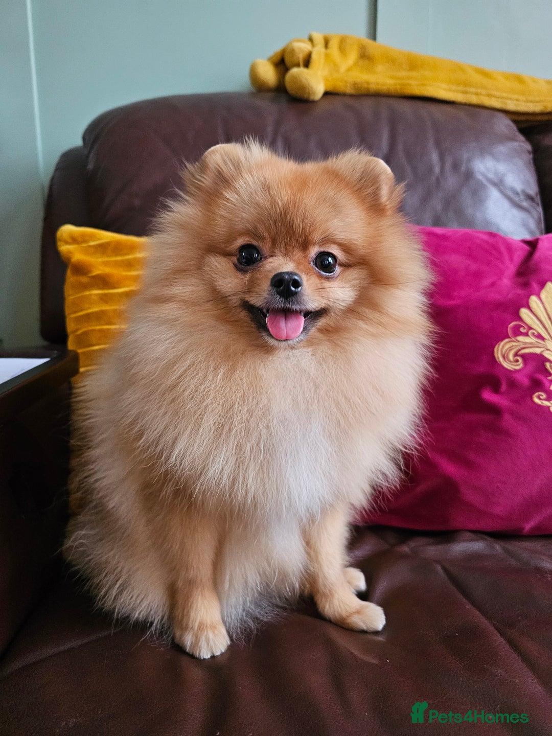 Pomeranian dogs for sale: RKC Registered Girl – 11 Months Old, Tiny 2.1kg - Advert 6