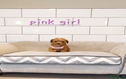 Cavachon dogs for sale: Cavapoochon puppies 🥰 - Image 16