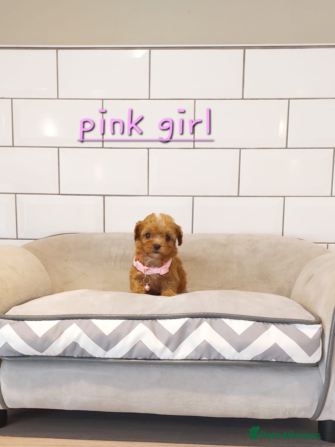 Cavachon dogs for sale: Cavapoochon puppies 🥰 - Image 16