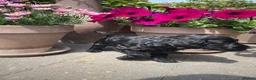 Cockapoo dogs for sale: Beautiful Litter of F1B Cockapoos🐶 - Advert 22