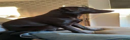 Labrador Retriever dogs for sale: Female chocolate Labrador 10 month old  - Advert 1