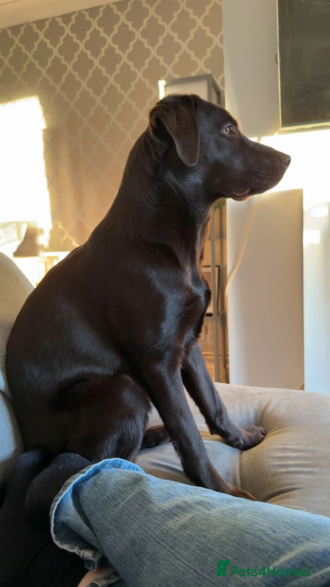 Labrador Retriever dogs for sale: Female chocolate Labrador 10 month old  - Advert 1