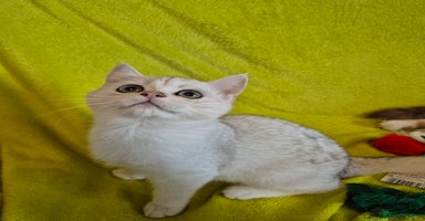 British Shorthair cats - Advert 1