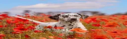 Dalmatian dogs for sale: Dalmatian Puppies - Advert 4