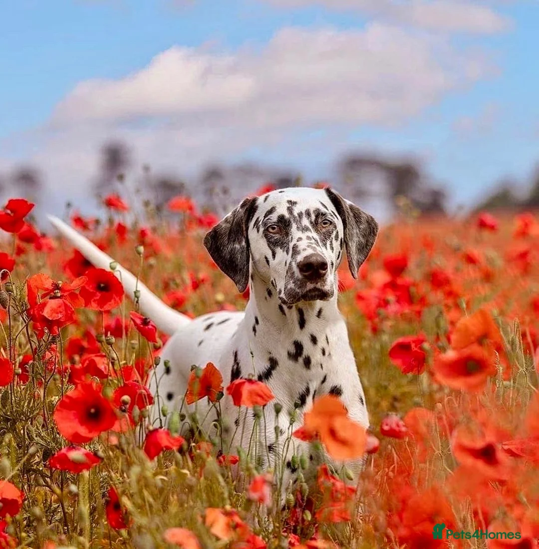 Dalmatian dogs for sale: Unexpectedly re-available Dalmatian girl-ready now - Advert 2