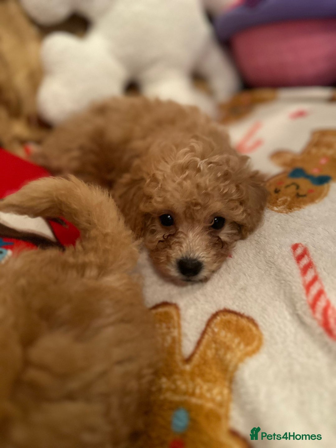 Maltipoo dogs for sale: Stunning Toy Maltipoo pups ❤️ ready on Wednesday! - Advert 7