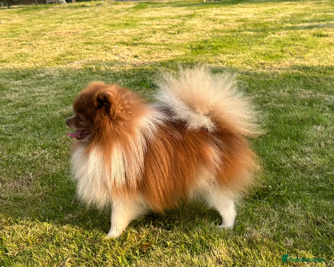 Pomeranian dogs for stud: Short and compact chocolate party colour boy in Lanark - Advert 12