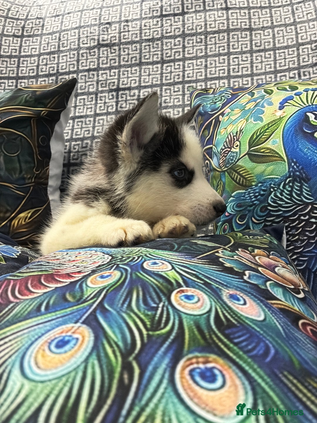 Siberian Husky dogs for sale: Pure Siberian huskies  - Advert 6